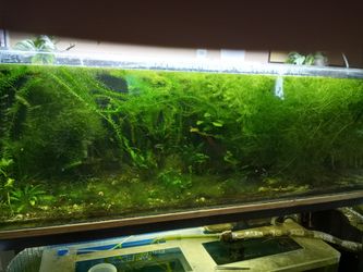 Aquarium Plant Water Tank
