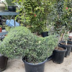 Topiary bonsai (peacock)