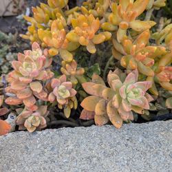 $1 Succulent Clipping 