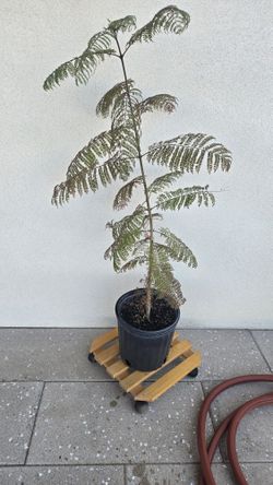 5 Ga Jacaranda Tree $40