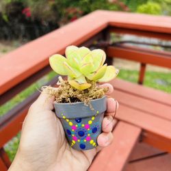 Succulent giveaway 1 piece