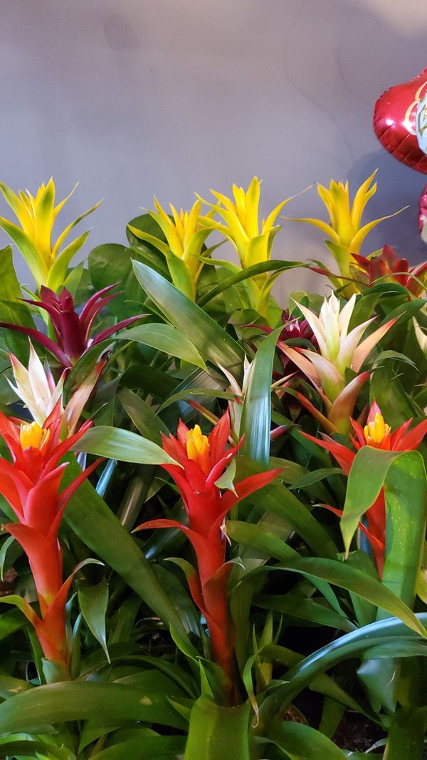 Bromeliad Plants for Sale in Ontario, CA - OfferUp