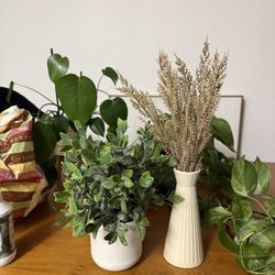 Plants