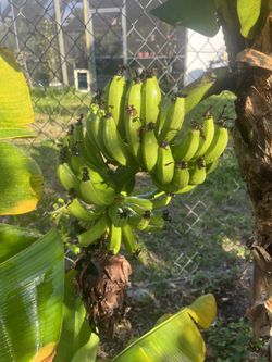 Green Bananas