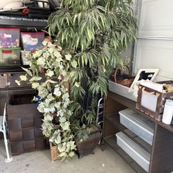 Indoor Plants