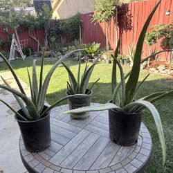 Aloe Vera Plants 