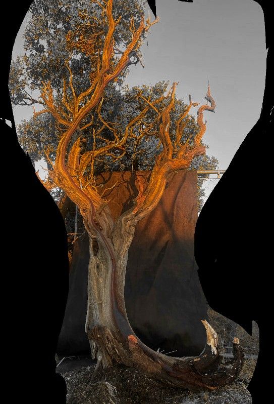 500 Manzanita Beautiful For Wedding Decor $ Money Ttee