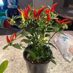 🌱🌶Thai Spicy Chilies Plants 🌱🌶 $12.00 each 