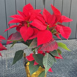 Top Grade Long Lasting Poinsettias 
