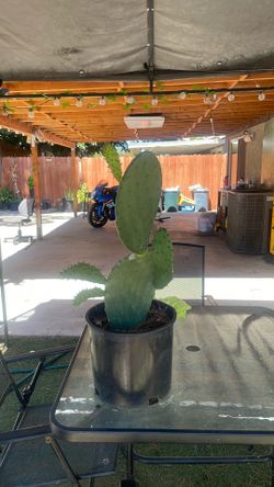 Planta de Nopal