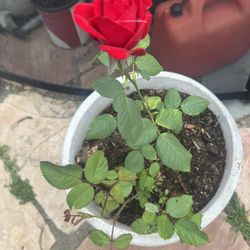 Red Rose 5 Gallon Container 
