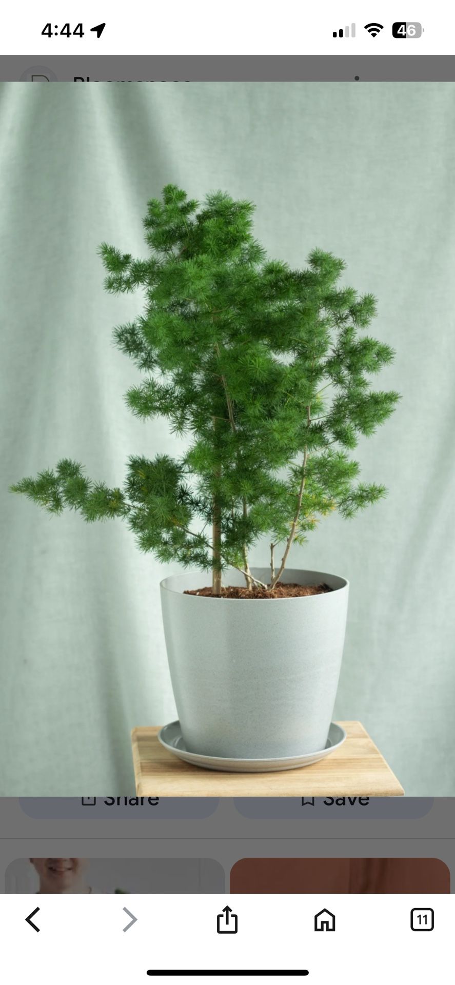 Ming fern Asparagus Retrofractus POT NOT INCLUDED