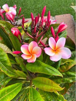 Plumeria cuttings