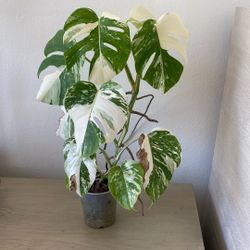 Monstera Albo 
