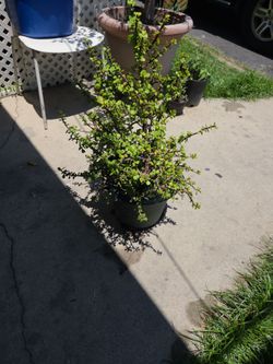 Natural Money Plant.