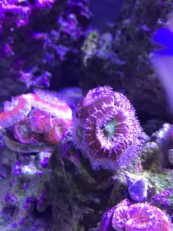 Acan coral