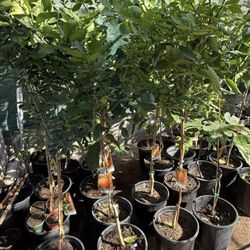 Mandarín Daisy Trees 4 1/2 The Tall &60 Each Price Firm 