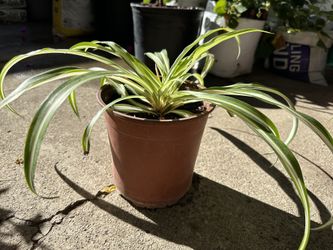 Spider Plant