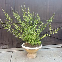 Super RARE Mature Cherry Tree In Urn Planter  - Produces Delicious Cherries 