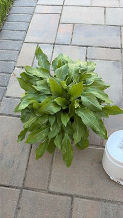 Hostas