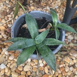 Blue Agave
