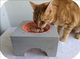 Elevated Pet Feeder With A Bowl Stand Gray Pink Dish