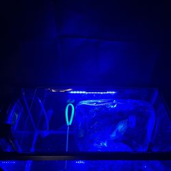 10 Gallon BLUE LIGHT led Fish Tank Kit 