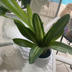 Bromeliad plants In ceramic planter