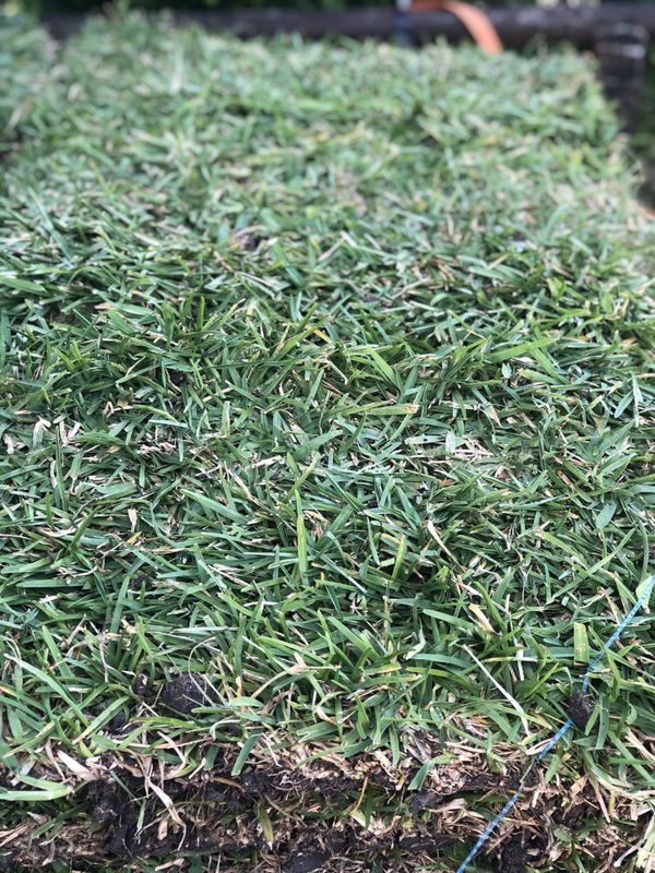 st-augustine-sod-grass-1-50-if-you-buy-more-than-40-pieces-if-not-1-75