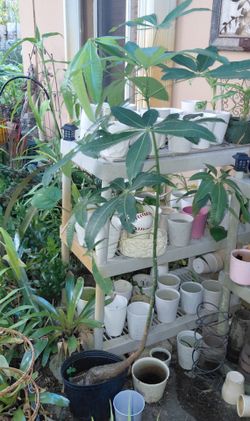 Tall Money Tree 5'