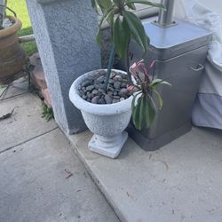 Concrete Pots 1 Set With Plants $125