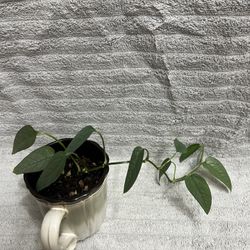 Epipremnum Pinnatum Live Plant 