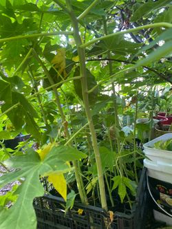 PAPAYA THAI’S SUPER HEALTHY