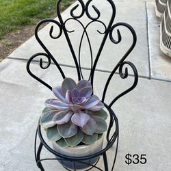Metal Planter With Succulent 