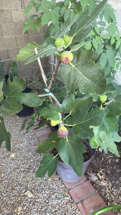 Fig tree