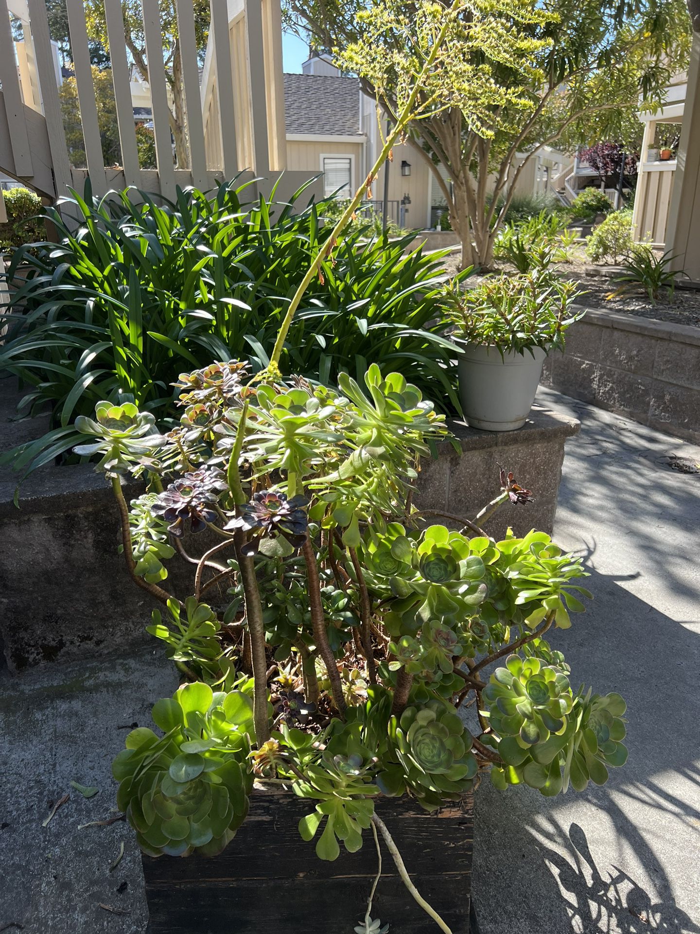 Succulent Planter Box 