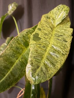 Philodendron Paraiso Verde