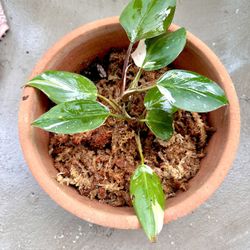 Philodendron White Knight ( Two Established Points) With Clay Pot