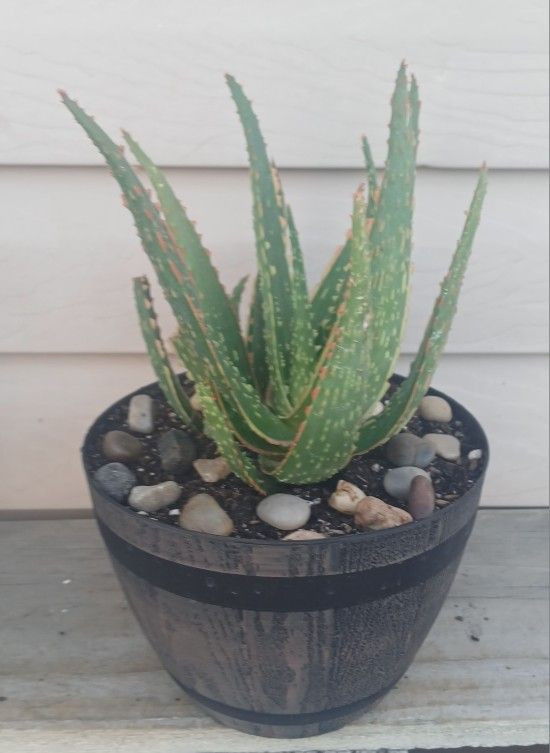 Aloe RED Neon Succulent Plant (B)