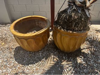 Pots & Palm Tree