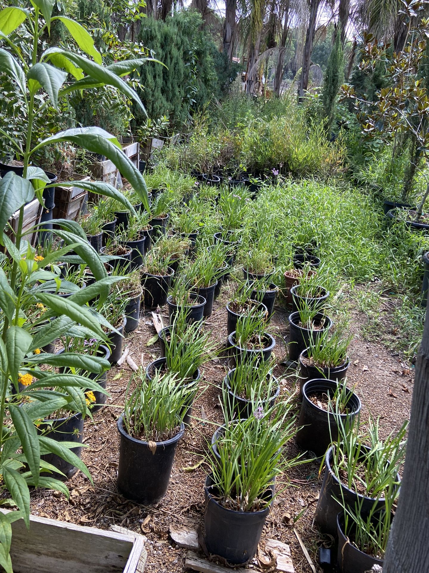 Nursery Liquidation Sale!! for Sale in Brea, CA OfferUp