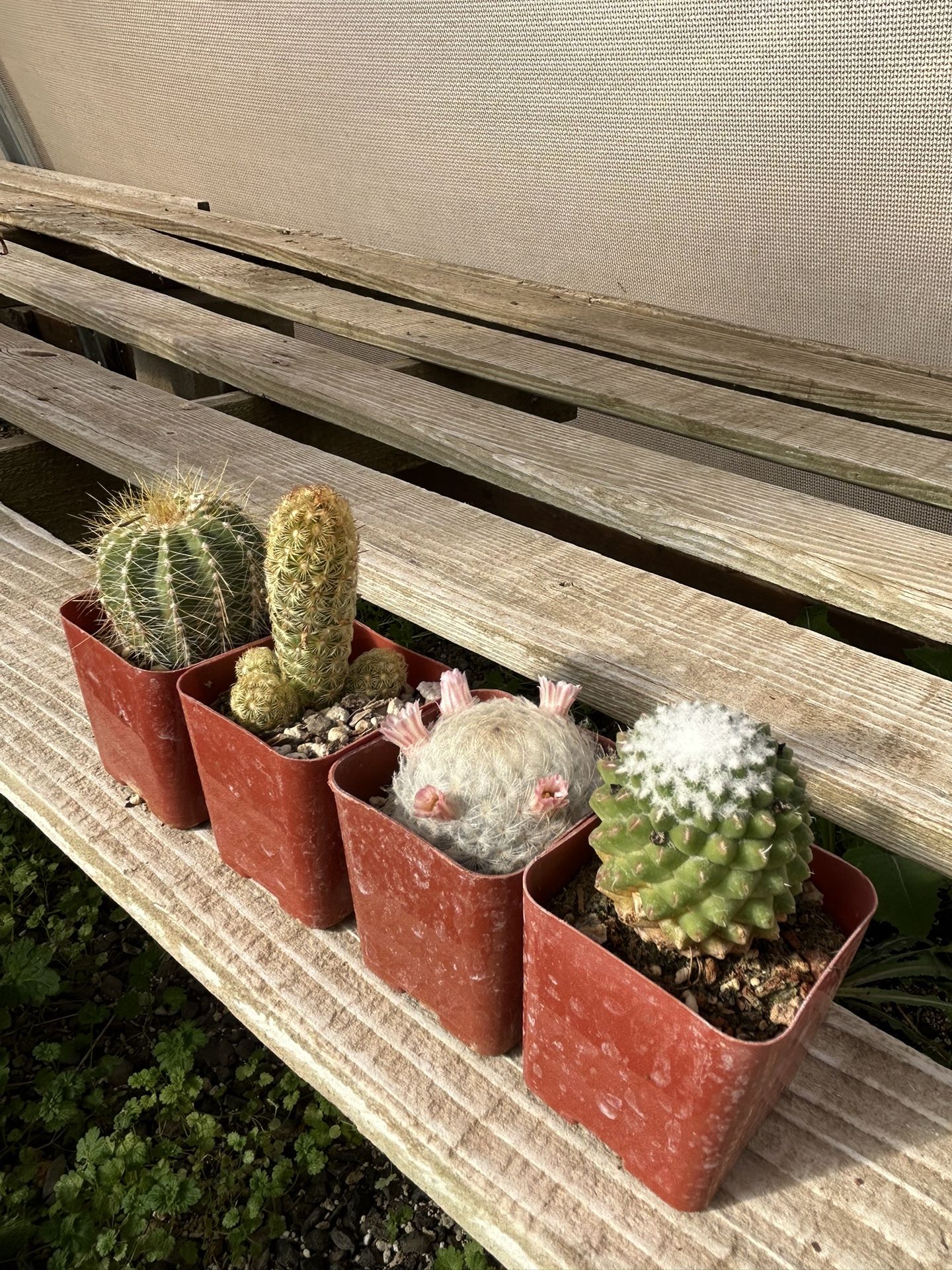 cute mini succulent plants