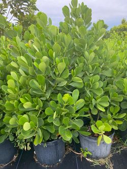 Calusia overgrown 4-4.5'ft $23