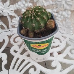 Potted Cactus