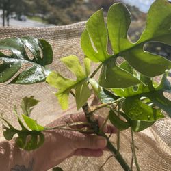 Rhaphidophora tetrasperma/ Mini Monstera Cutting - Cash Only 