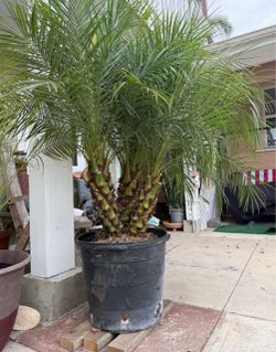 The pygmy date palm