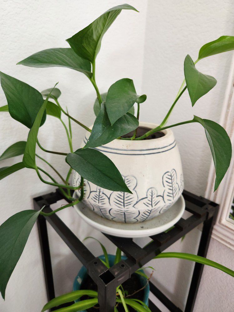 Mature Pothos Plant With Planter/Pot & Saucer