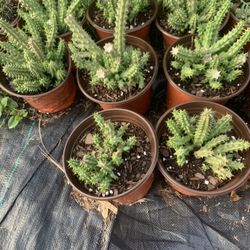 Persian Carpet Flower 