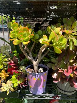 Beautiful jade tree