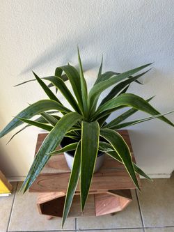 Yucca Plant